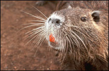 20061120140055-nutria.jpg